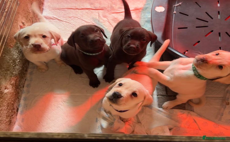 Labrador Retriever dogs Fully vaccinated chunky pedigree pups  - Advert 9