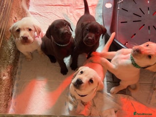 Labrador Retriever dogs Fully vaccinated chunky pedigree pups - Advert 7