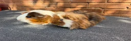 Guinea Pig rodents for sale: Guinea pigs looking for New Homes  - Advert 6