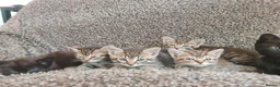 Mixed Breed cats for sale: Kittens for sale  - Advert 29
