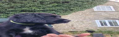 Sprocker 1