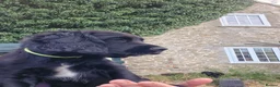 Sprocker dogs for sale: Sprocker Boys - Advert 7