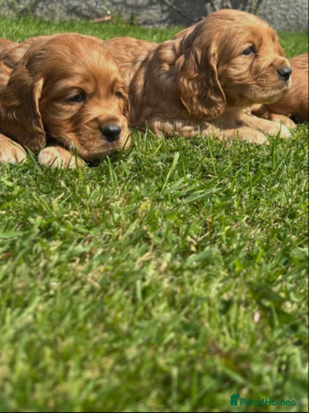 Cocker Spaniel dogs for sale: 💙🐶Adorable Cocker Spaniel Puppies 🐶💙  - Image 4
