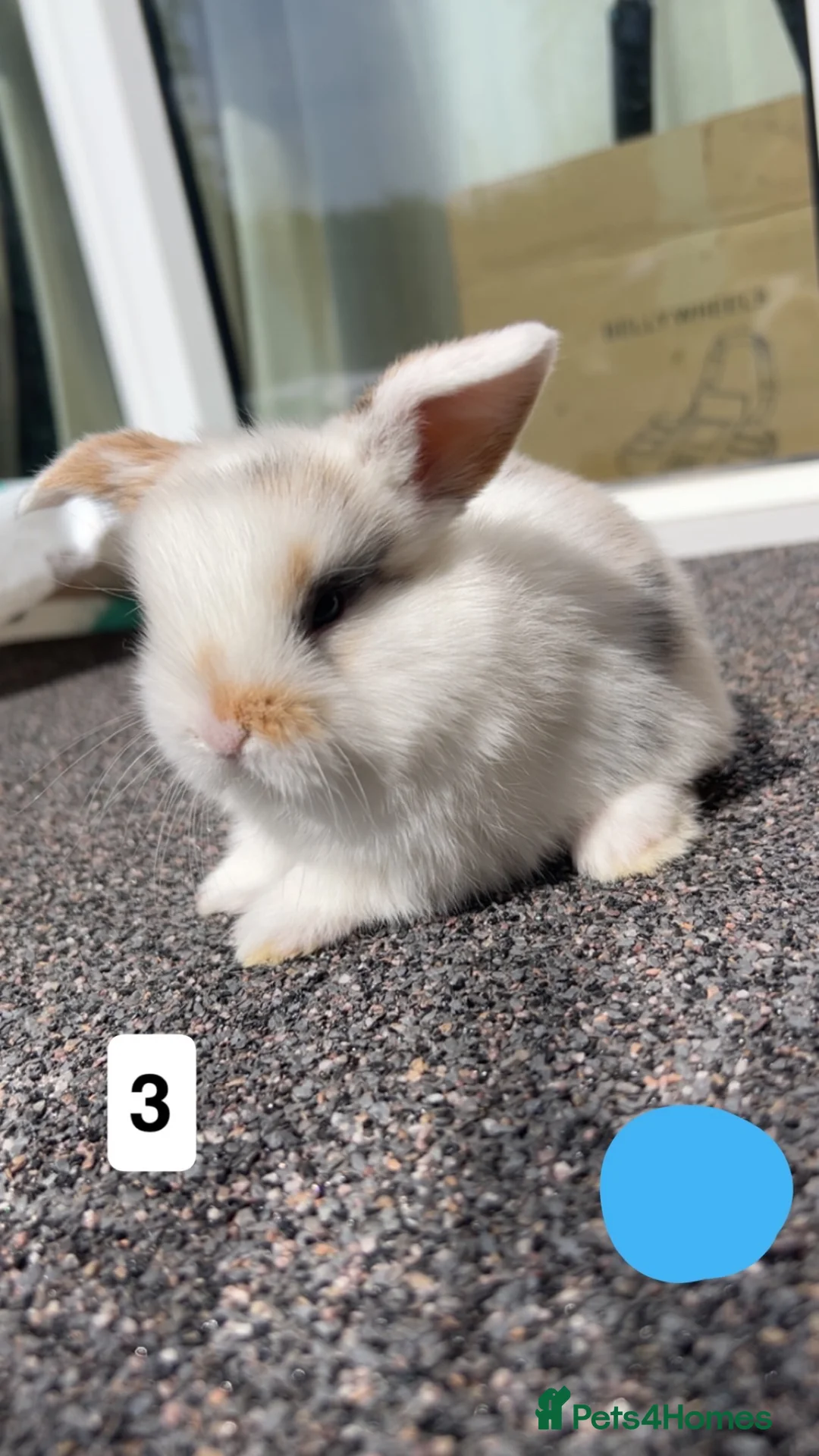 Mini Lop rabbits for sale: 5 mini lop bunnies  - Advert 1