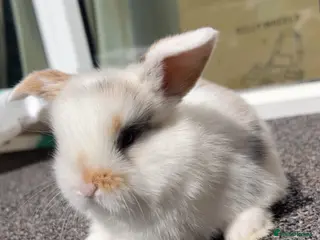 Mini Lop rabbits 5 mini lop bunnies - Advert 1