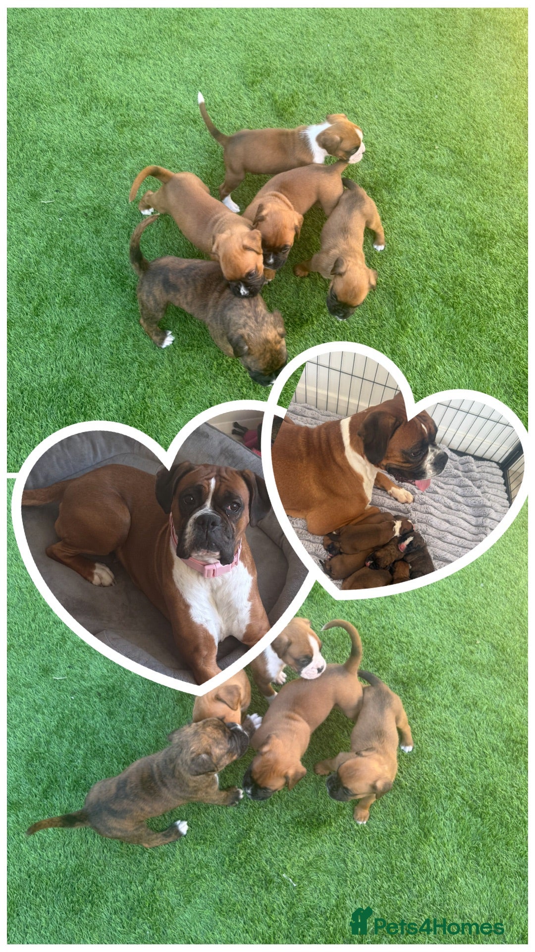 Boxer dogs 🐾 Exceptional Pedigree KC Reg. Boxer Puppies 🐾 - Advert 2