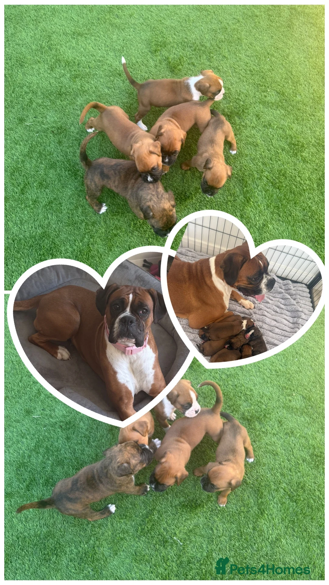 Boxer dogs for sale: 🐾 Exceptional Pedigree KC Reg. Boxer Puppies 🐾 - Advert 1