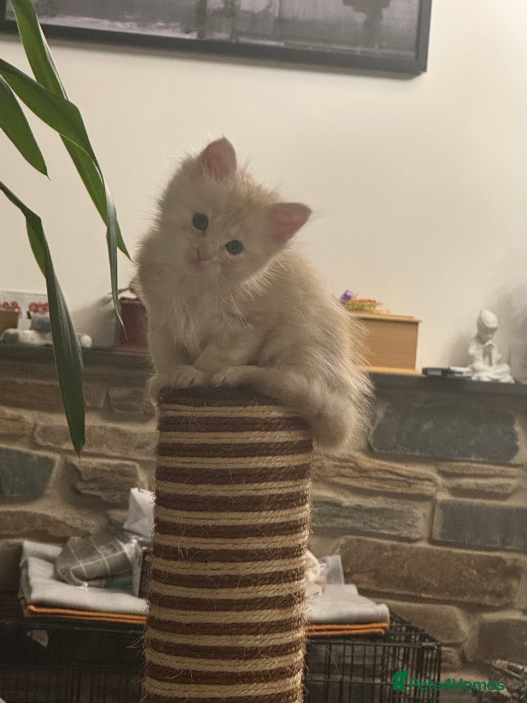 Maine Coon cats for sale: Last male left stunning Maine coon-  - Advert 4