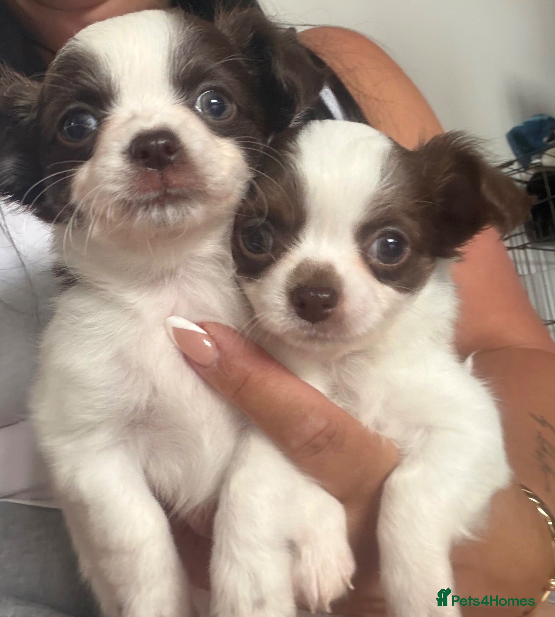 Chihuahua dogs 2 Gorgeous white & chocolate chihuahua puppies - Advert 1
