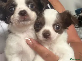 Chihuahua dogs 2 Gorgeous long haired chihuahua puppies - Advert 1