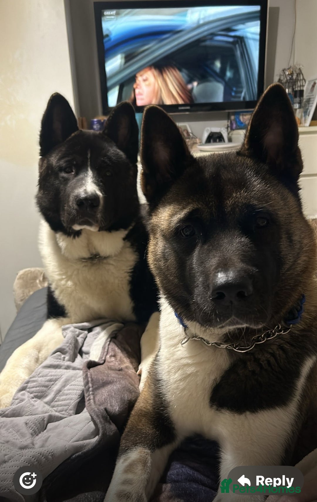 Akita dogs for sale: Akita Puppies for Sale - Advert 1