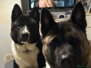 Akita dogs Akita Puppies for Sale - Advert 1