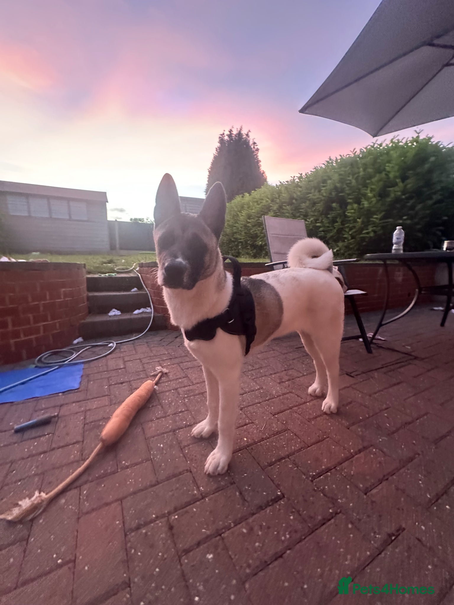 Mixed Breed dogs american akita inu - Advert 1