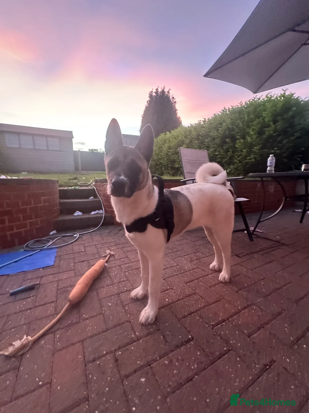 Mixed Breed dogs for sale: american akita inu in Mansfield - Advert 1