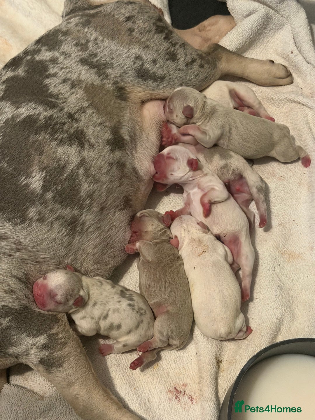 French Bulldog dogs for sale: French bull dogs 5⭐️ - Advert 5