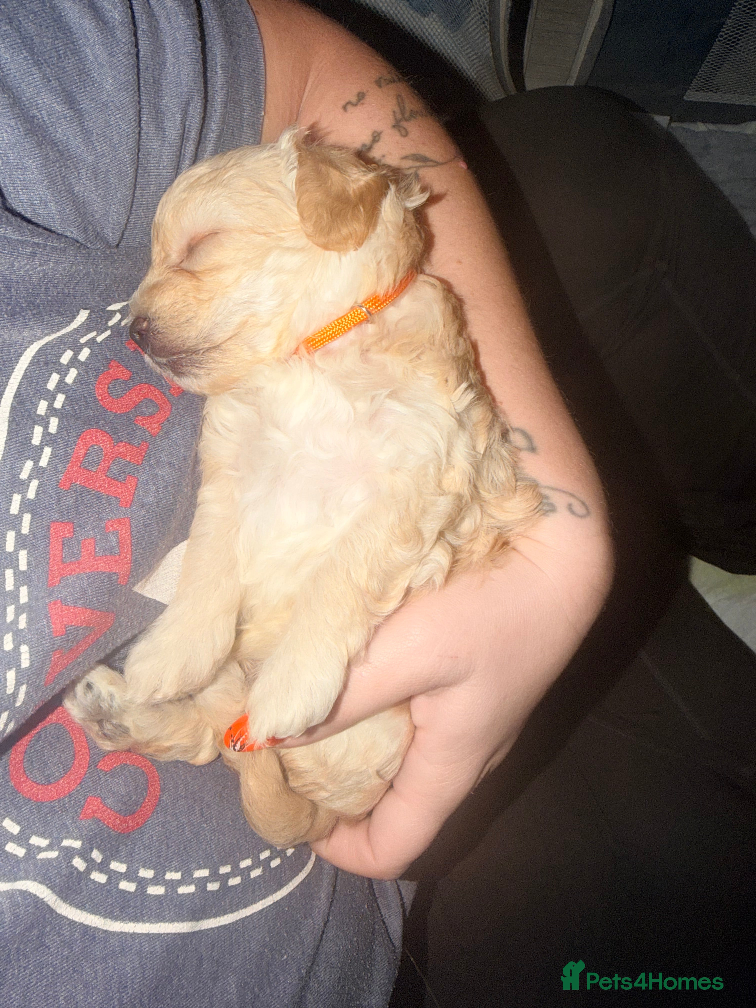 Mixed Breed dogs Beautiful Poochon puppies - Advert 2