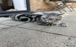 British Shorthair cats for sale: Silver Tabby British Shorthair - Image 7