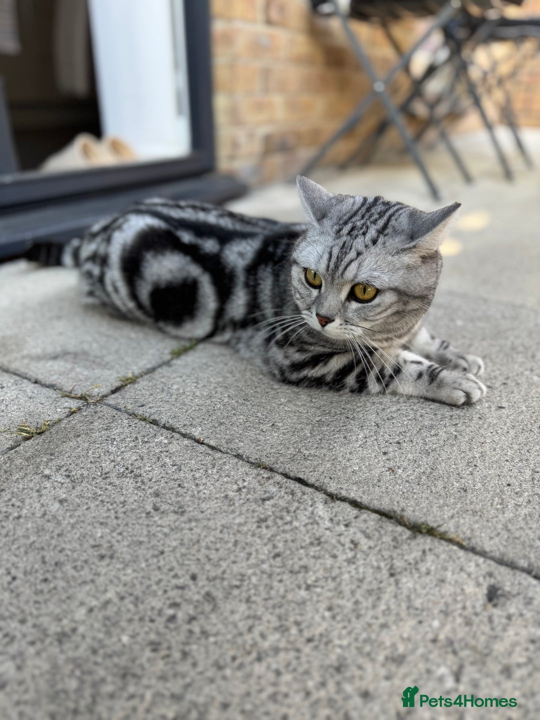 British Shorthair cats for sale: Silver Tabby British Shorthair - Image 7