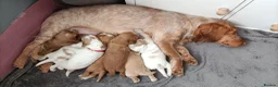 Sprocker dogs for sale: 6 girls spocker  - Advert 1