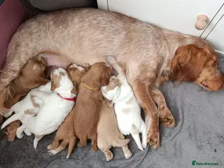 Sprocker dogs 3 white girls spocker puppies left - Advert 1