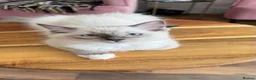Ragdoll cats for sale: Ragdoll kittens for sale  - Advert 16
