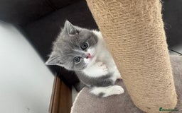 British Shorthair cats for sale: Pedigree British shorthair (Bi colour gene) in Birmingham - Image 15