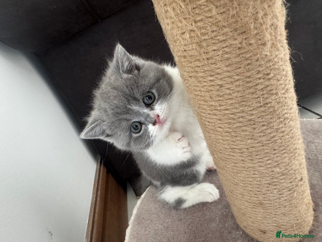British Shorthair cats for sale: Pedigree British shorthair (Bi colour gene) in Birmingham - Image 15