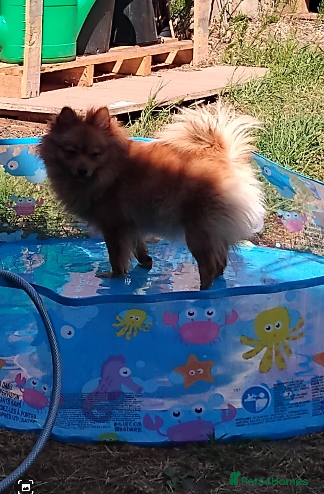 Pomchi dogs for sale: Pomchi puppies - Advert 24