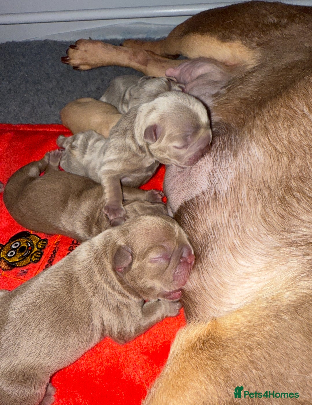 French Bulldog dogs for sale: Rojo french bulldog puppies - Advert 3