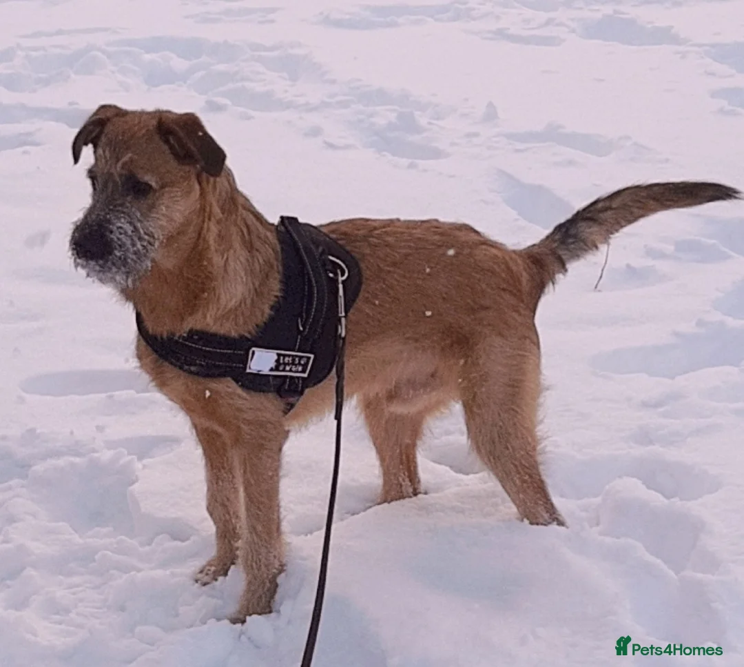 Mixed Breed dogs for adoption: 💙NIKE💙7 month old boy who lives with 17 cats🐱😍 - Advert 9