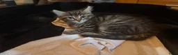 Mixed Breed cats for sale: Ragdoll cross kitten full vaccinated - Advert 3