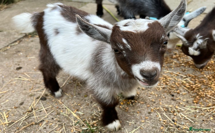 Goats livestock - Advert 2