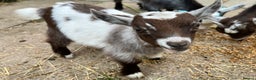 Goats livestock for sale: Gorgeous Chocolate & White Female Baby Pigmy - Advert 8
