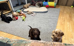 Cocker Spaniel dogs for sale: Beautiful show type puppies  - Image 30