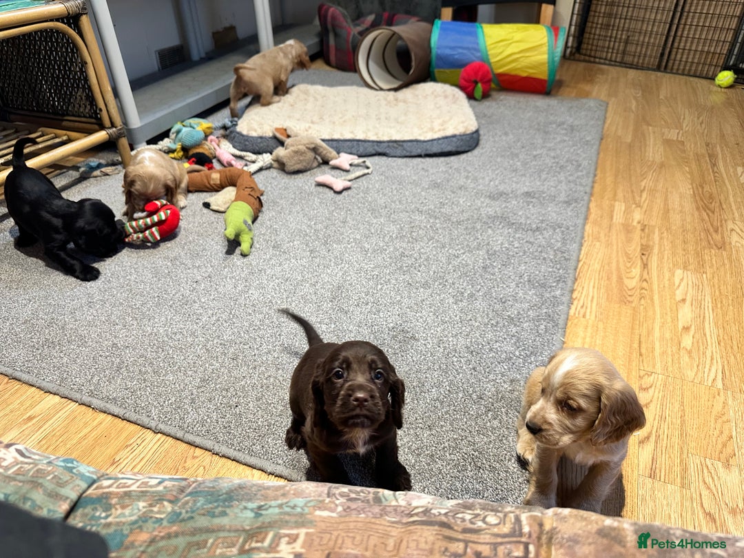 Cocker Spaniel dogs for sale: Beautiful show type puppies  - Image 30