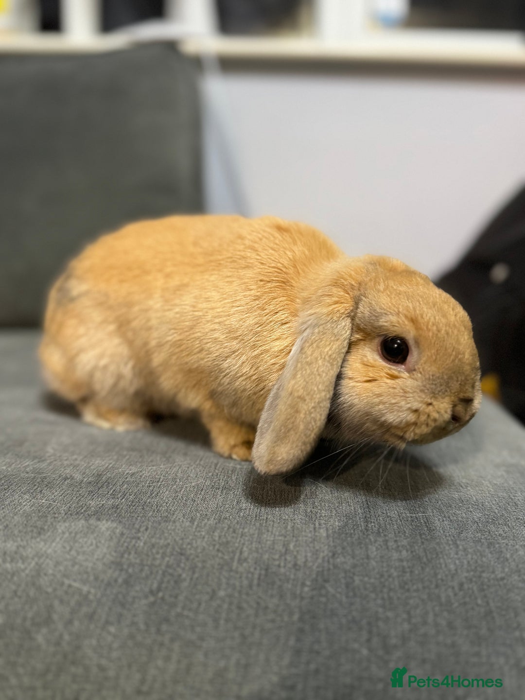 Mini Lop rabbits for sale: Pure Mini Lop - 6 Month Old Doe  - Advert 8