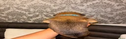 Belgian Shepherd Dog dogs for sale: DWKC Registered Belgian Malinois litter  - Advert 26