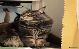 Maine Coon cats for sale: Pure Maine Coon boy 1 year with Russian blood - Image 1