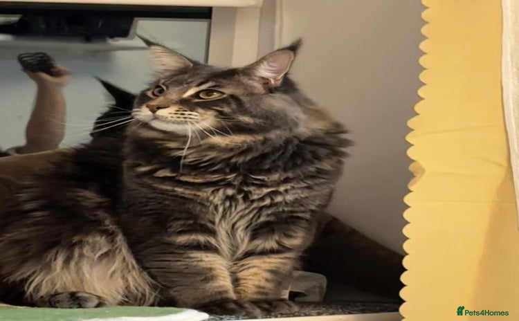 Maine Coon cats - Advert 2