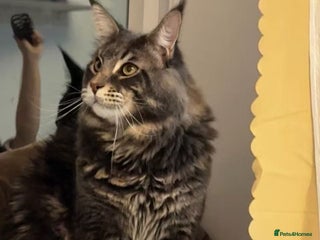 Maine Coon cats - Advert 6