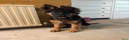 German Shepherd dogs for sale: Beautiful female black face German Shepherd - Advert 3