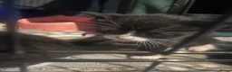 Mixed Breed cats for sale: Kittens  - Advert 12