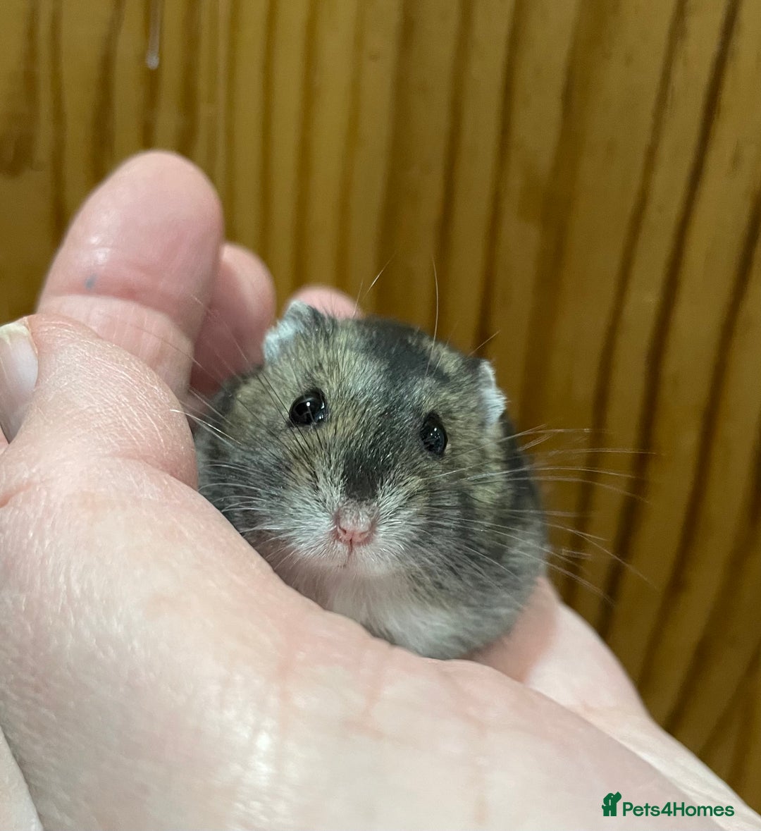 Hamster rodents for sale: Young female Winter White Russian hamster. - Advert 2
