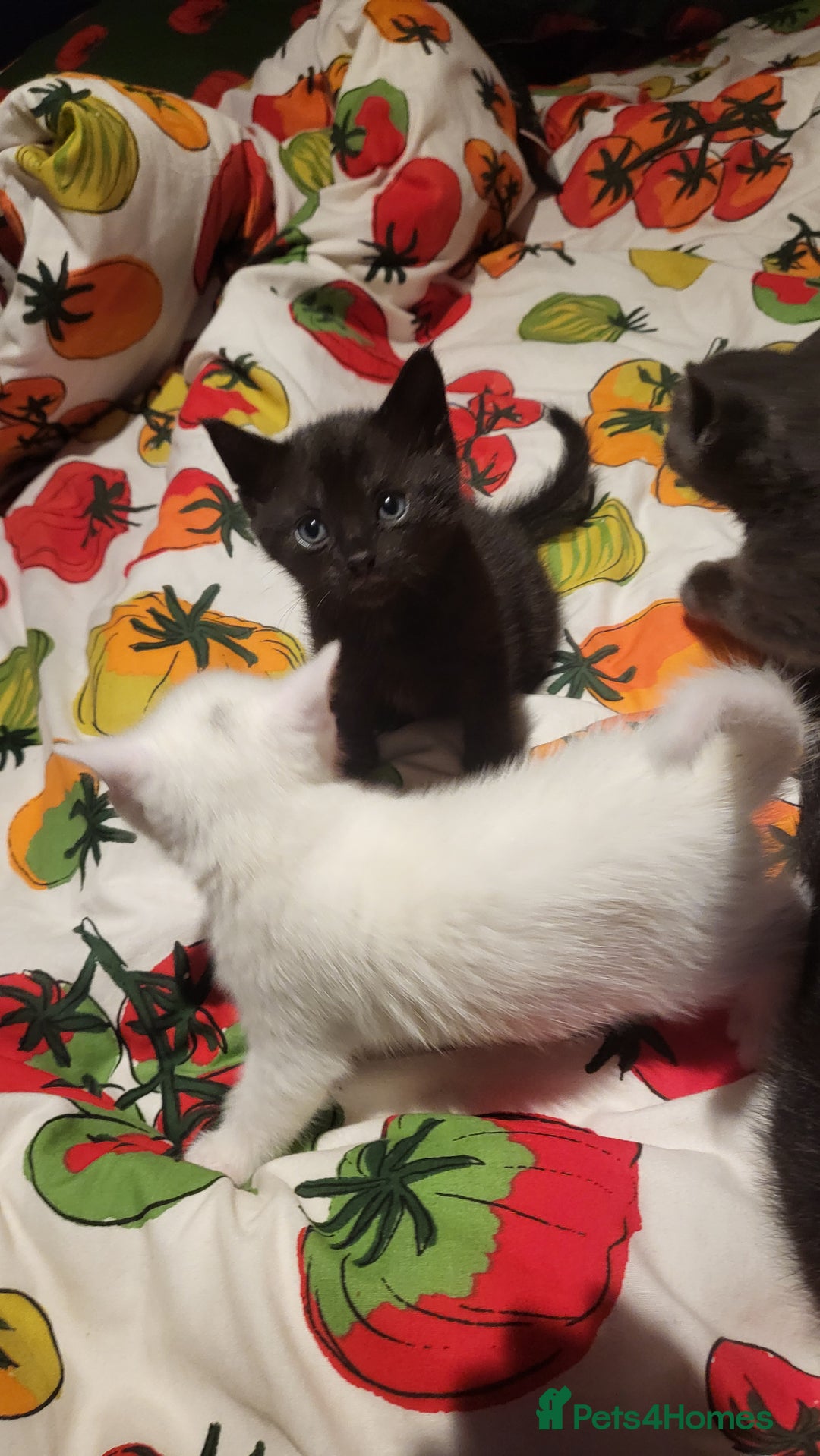 Mixed Breed cats for sale: 7 lovely kittens  - Advert 4