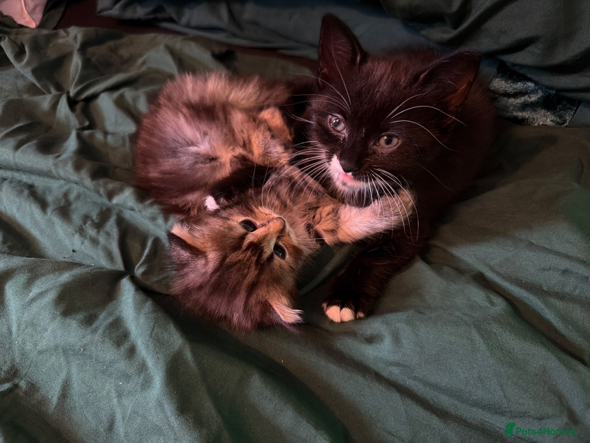 Mixed Breed cats 2 lovely Kittens available soon - Advert 3