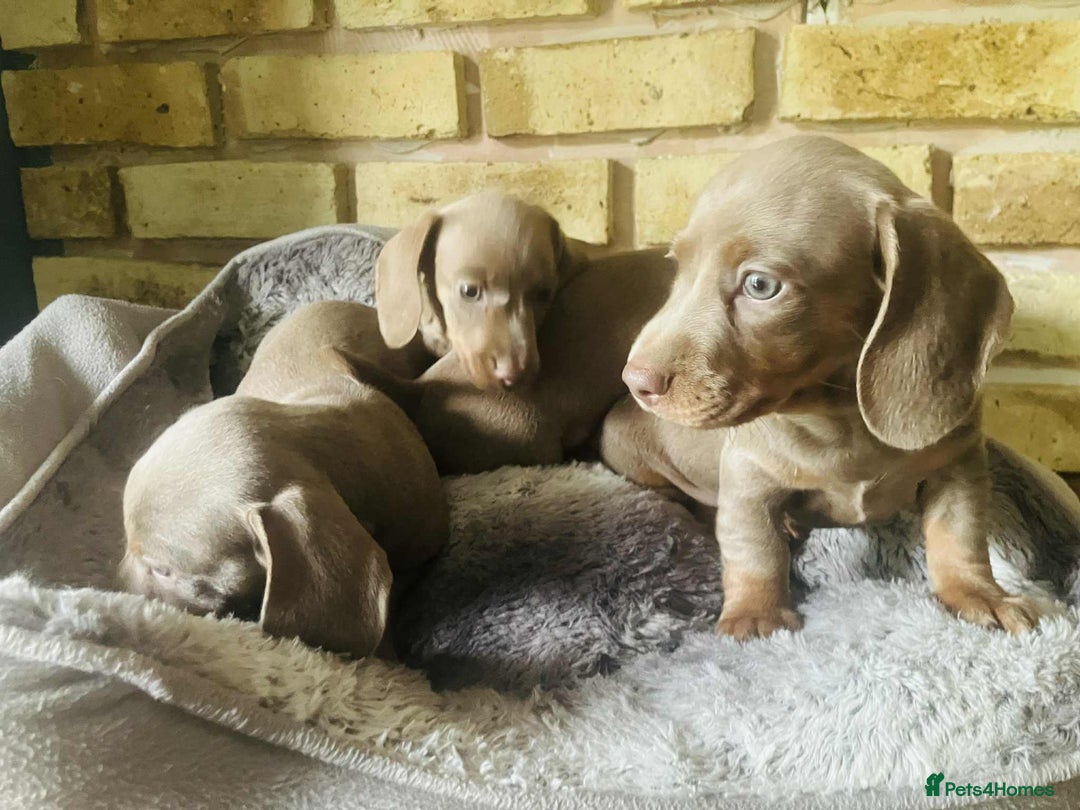 Miniature Dachshund dogs for sale: READY NOW ISABELLA MINIATURE DACHSHUND PUPPIES - Image 6