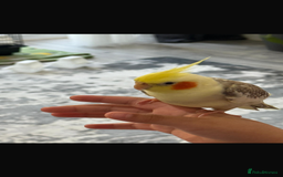 Cockatiels birds for sale: Selling Cockatial - Image 2