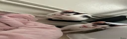 Mixed Breed cats for sale: Female Kittens  - Advert 6