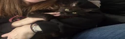 Maine Coon cats for sale: Male Black Maine Coon Kitten - Advert 3