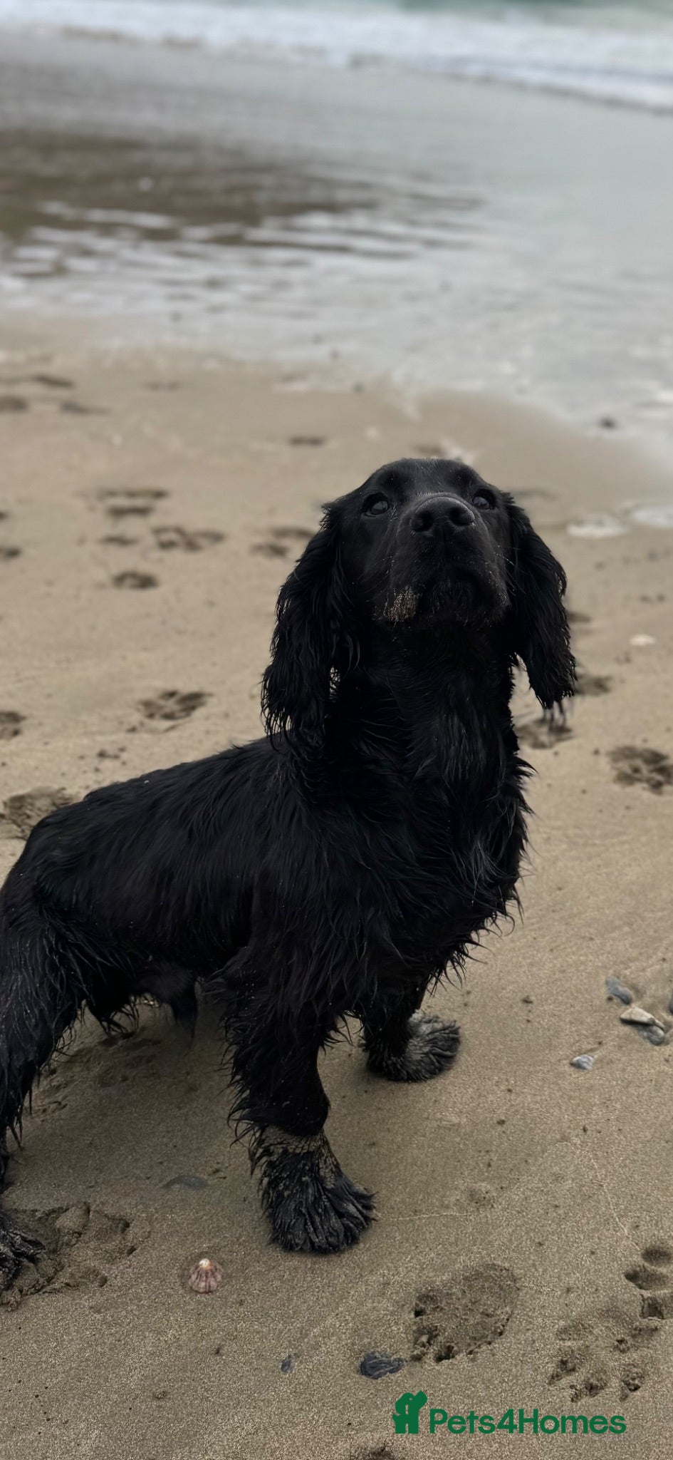 Cocker Spaniel dogs STUD Black Working Cocker Spaniel  - Advert 4